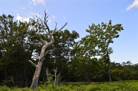 樹木枯萎原因|木も病気になる⁉︎見逃さないで、枝・幹に出ている。